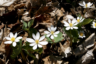 Bloodroot